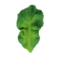 KENDALL-THE-KALE-2-preview-600x600.png